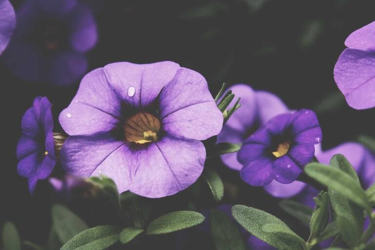 Consejos simples para sacar mejores fotos con el celular